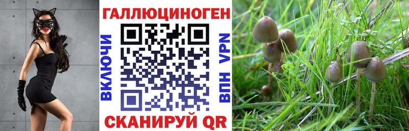 Псилоцибиновые грибы GOLDEN TEACHER  где купить   Псков 